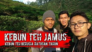 Download lagu KEBUN TEH JAMUS NGAWI | Kebun Teh Berusia Ratusan Tahun mp3 Download lagu KEBUN TEH JAMUS NGAWI | Kebun Teh Berusia Ratusan Tahun mp3