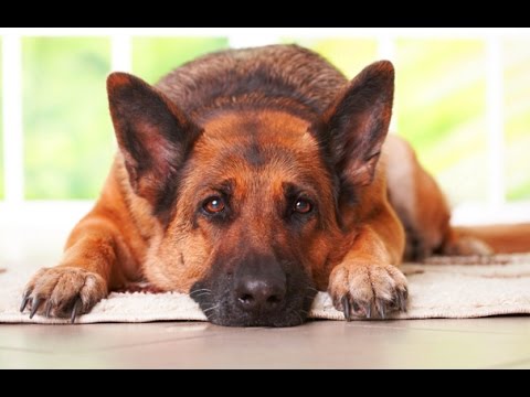 The World's Most Funny Dog Videos