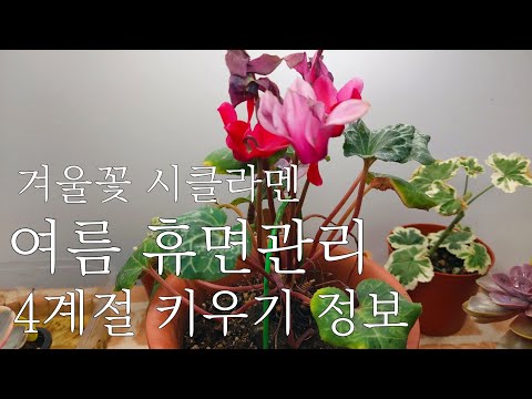 , title : '겨울꽃 시클라멘의 휴면기 여름관리 및 사계절 키우기 정보 多肉植物, Korean succulents'