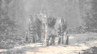preview picture of video 'tigeress with their cubs at Bandha Raod in katerniaghat.'