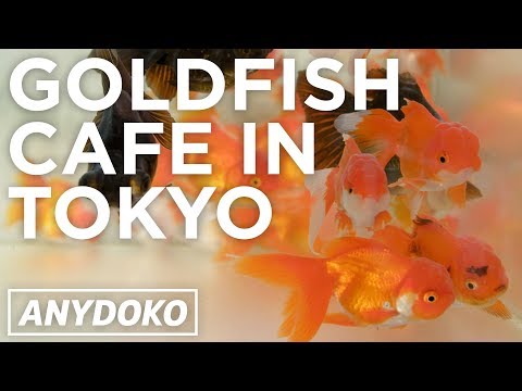 東京のすてきな金魚カフェ (Awesome Goldfish Cafe in Tokyo)
