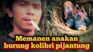 Download lagu PANEN ANAK KOLIBRI PIJANTUNG LIAR DI HUTAN DEKAT RUMAH mp3