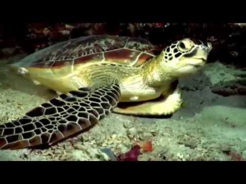 HINO 146 CCB NOVO   DE DEUS VEIO A LUZ   CANTADO