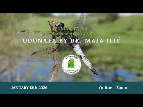 Odonata by Maja Ilić