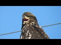 Yawn From Young Bald Eagle
