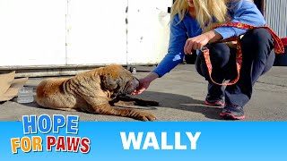 Wally&#39;s rescue - The owner told us: “I don’t want that OLD DOG anyway&quot;.
