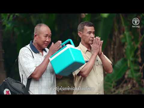 ជំងឺដុំពកស្បែក៖ វិធីការពារ និងទប់ទល់ការរីករាលដាល (Lumpy skin disease: how to protect farmers and stop the spread)