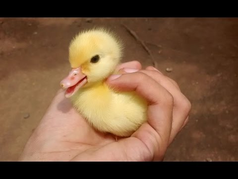 סרטון חמוד של אפרוחי ברווזים מתוקים