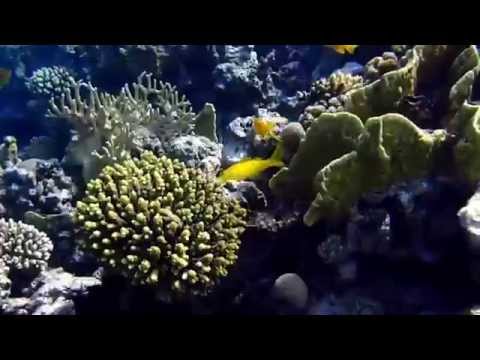 ГДЕ МОЙ ЧЕРВЯК ?!