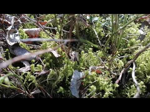 Tiny Siberian Larch gets new needles