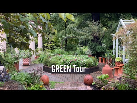 園芸 ウィンターグリーン、カナディアンティー、アリシエ