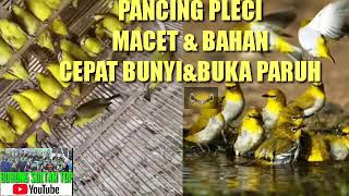Download lagu SUARA PLECI KOLONI RIBUT TERAPI PLECI BAHAN MACET ... mp3