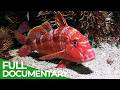 The Big Blue Ocean Stories From Down Under Episode 2 Free Documentary Nature