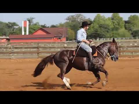 LOTE 05 - LONTRA 1806 MAUFER