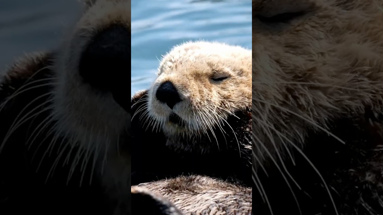 Why do sea otters collect rocks?