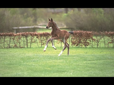 Holsteiner Fohlenauktion im Juni - Nr. 16 v. Diarado - Caretino