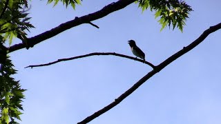 Download lagu Rose-breasted Grosbeak Singing mp3