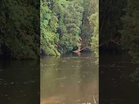 PARCELAS CON ACCESO EN COMÚN A RÍO EN REGIÓN DE LOS LAGOS DESDE $19.490.000 ROL PROPIO DOC AL DÍA