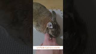 うさぎを撫でるだけの20秒間 #rabbit #bunny #うさぎパパ #ネザーランドドワーフ