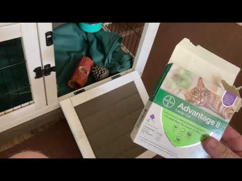 YouTube video about: What do you call a rabbit that has fleas?