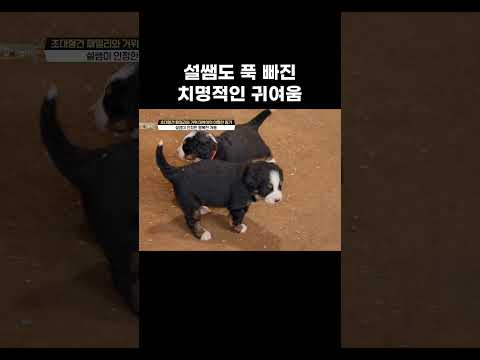 설쌤도 푹 빠진 치명적인 귀여움 #왜그러냥귀엽개 #shorts