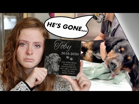 Puppy Having Seizures | Hard To Watch