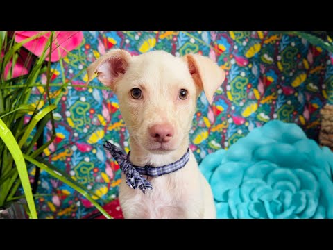 Dog for adoption - Teddy Summer, a Dachshund &amp; Catahoula Leopard Dog Mix in Montreal, QC | Petfinder