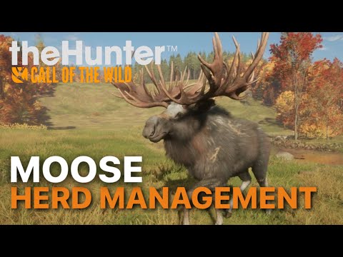 MOOSE Herd Management Guide | Great One Grind | the Hunter Call of the Wild