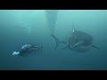 Michael Phelps Races A Great White Shark Sort Of