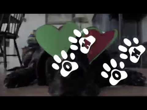 The Dollyrots - Puppy Dog Eyes (Lyric Video)