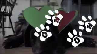 The Dollyrots - Puppy Dog Eyes (Lyric Video)