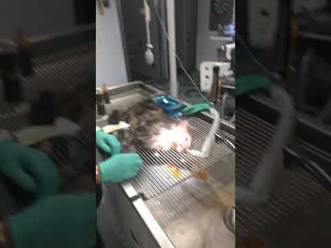Cleaning abscess on cat face