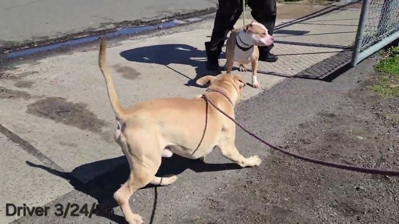 Enlarge Driver, a ADOPTABLE Pit Bull Terrier in Trenton, NJ video 2/3