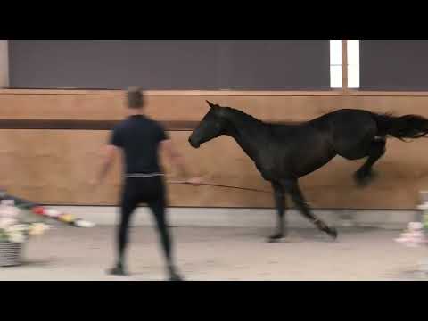 Champigny d’Elsendam Z video 1