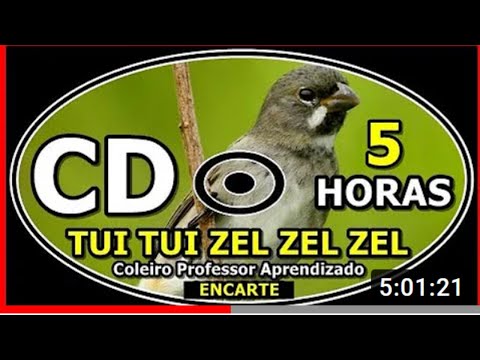 Canto Tui tui Zel Zel Clássico Para Encarte Com Intervalos   Coleiro Professor Aprendizado