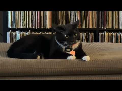 Zahra HATES Foster The People