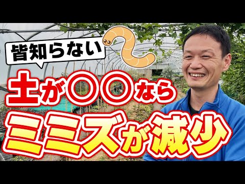 菜園のミミズが土壌の浸透通気を良くする