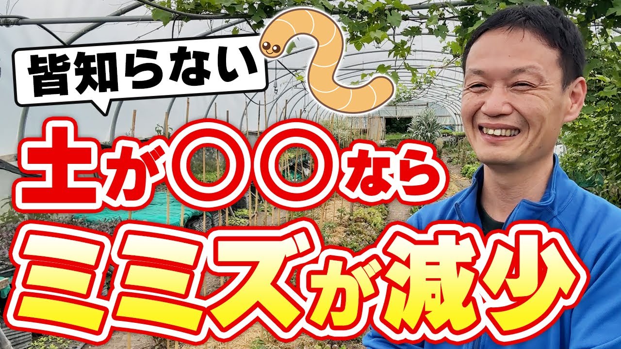 自然栽培におけるミミズの4つの役割と土が綺麗になると数が減る理由