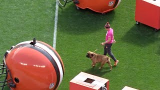 Introduction of Browns mascots Swagger & SJ - Cleveland Browns - 2019