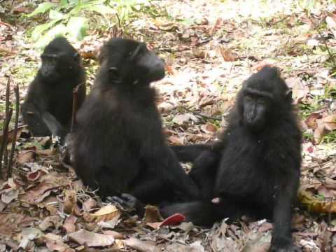 Black Macaque
