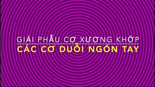 Các cơ duỗi ngón tay ngoại lai