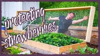 How to protect Strawberries!
