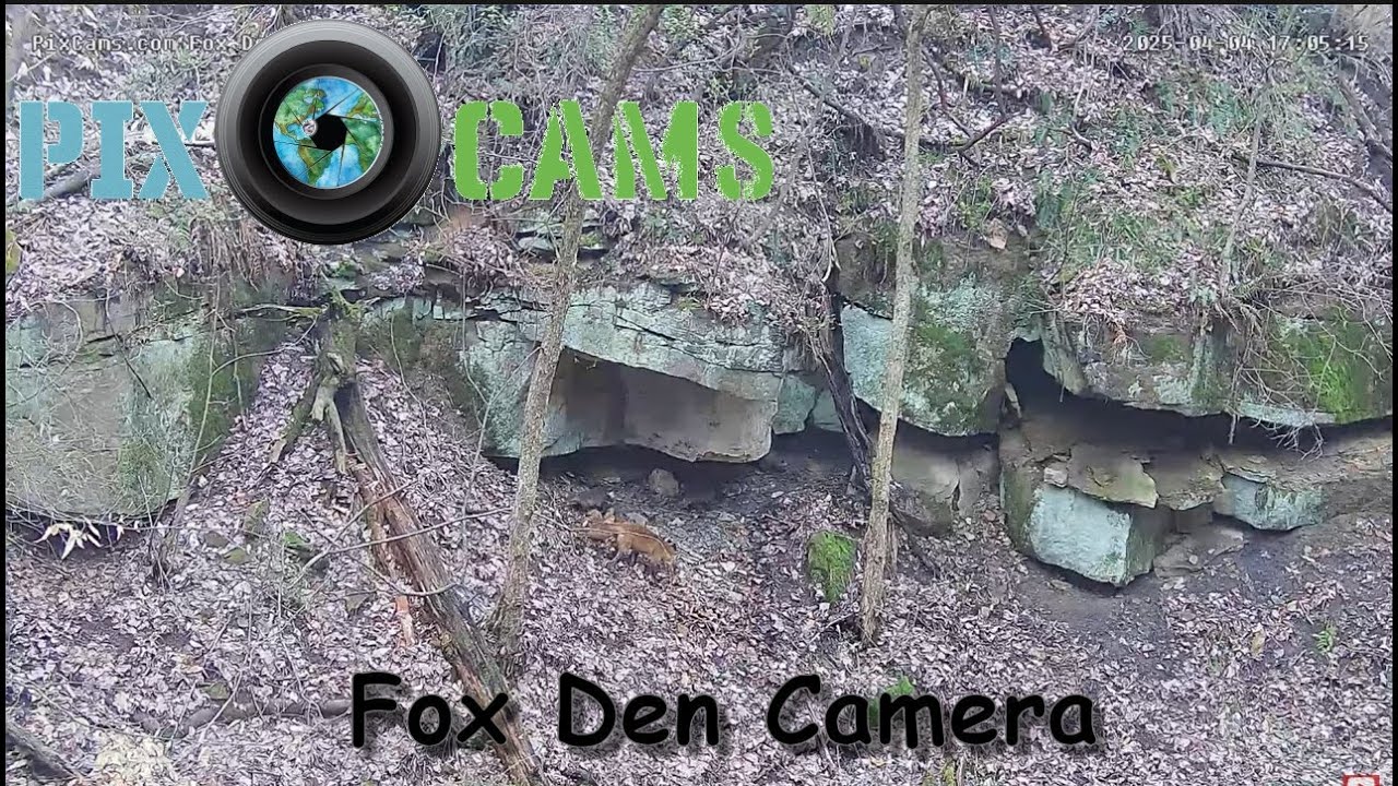 Live webcam view of Cámara de la Madriguera del Zorro