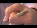 Why is Silk Spun?