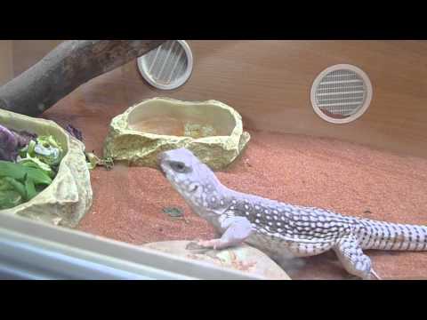 Smaug desert iguana - 720p.mov
