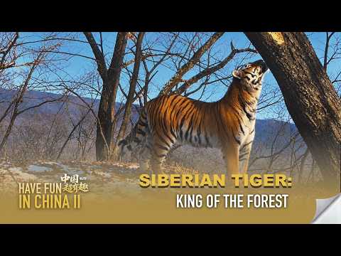 Have Fun in China II | Siberian tiger: King of the forest
