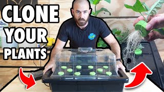 Thumbnail for video: DIY Hydroponic Cloning, Propagation and Rooting Technique Ft: Spider Farmer SF600