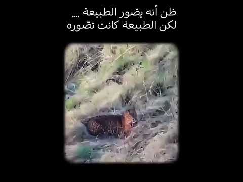 #nature #naturelovers #naturephotography #lion #shortsfeed #shortvideo