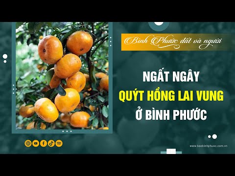 Về B&igrave;nh Phước check-in vườn qu&yacute;t hồng Lai Vung trĩu quả | B&igrave;nh Phước đất v&agrave; người || BPTV - Binh Phuoc, Tin tuc Binh Phuoc, Tin mới tỉnh B&igrave;nh Phước    