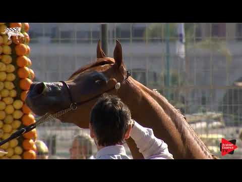 N.54 A VISION MI - Menton 2019